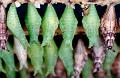 papilio chrysalides